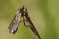 Empis borealis