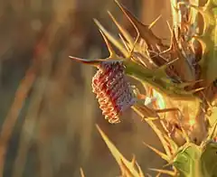 Ooteca de Empusa pennata, en España.