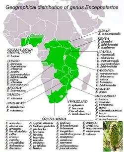 Distribución geográfica de la Encephalartos