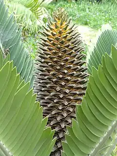 Encephalartos longifolius