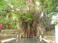 Balete de cuatro siglos en Siquijor provincia.