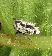 Ninfa de Enchenopa, especie no descrita en Juglans.