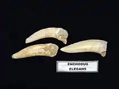 Dientes de Enchodus elegans