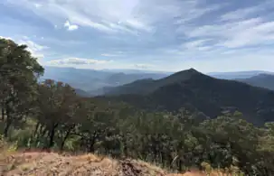 Bosque de pino-encino de la Sierra Madre del Sur, Coalcomán