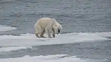 Oso polar hambriento