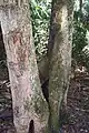 Palo corcho en el Parque Nacional Wyrrabalong, Australia