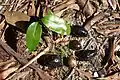 Plantita de palo corcho y fruto en el Parque Nacional Wyrrabalong