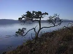 Enebro solitario, en isla Turtle