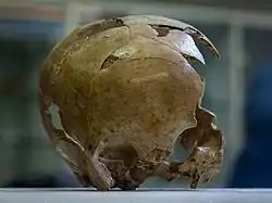 Los de Engis son los primeros fósiles de hombres arcaicos (H. neanderthalensis) encontrados, 30 años antes que Darwin publicase El origen de las especies. Este, en concreto, perteneció a un niño de 2-3 años a su muerte. En la foto se muestra el cráneo aunque los restos también incluyen parte del maxilar y algunos dientes. La foto es de los restos originales.