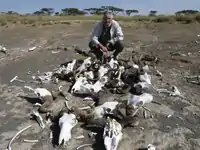 Enrique Baquedano junto a cráneos de ñus en la Garganta de Olduvai. Tanzania, junio de 2012.