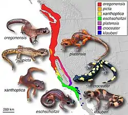 Distribución de las subespecies.