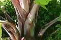 Ensete ventricosum en el Walter Sisulu NBT.