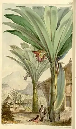 Ensete ventricosum02.jpg