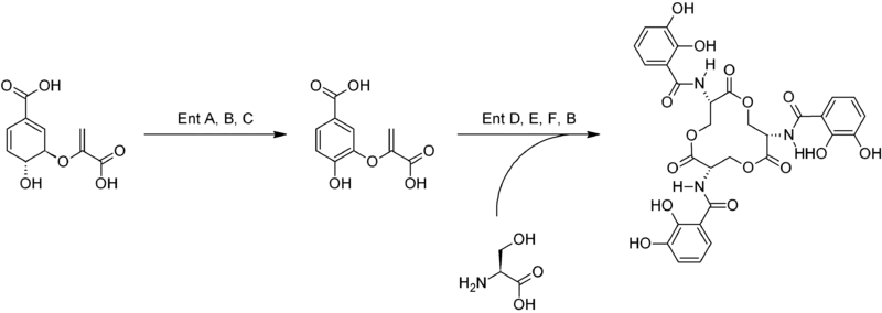 Biosíntesis de la enterobactina