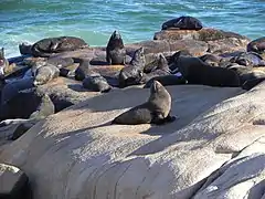 Reserva de Lobos Marino