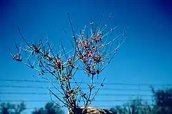 Ephedra antisyphilitica