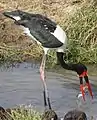 Jabirú africano pescando en Tanzania.