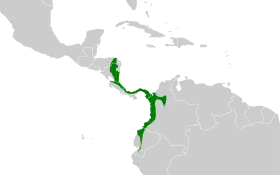 Distribución geográfica del hormiguerito leondo.