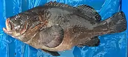 Ejemplar de mero cherne (Epinephelus acanthistius) en el puerto de Ancón, Lima, Perú.