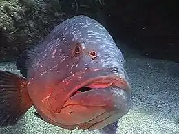 Epinephelus marginatus