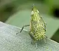 Dictyophara europaea, ninfa