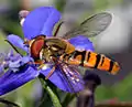 Episyrphus balteatus macho posado