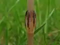 Detalle de tallo y un verticilo de hojas de Equisetum arvense  Se observan las crestas y valles, y las hojas connadas en la base formando la vaina o corona.