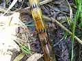 Detalle de tallo y dos verticilos de hojas de Equisetum fluviatile  Se observan las crestas y valles, y las hojas connadas en la base formando la vaina o corona.