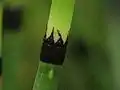 Detalle de tallo y un verticilo de hojas de Equisetum hyemale  Se observan las crestas y valles, y las hojas connadas en la base formando la vaina o corona.