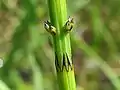 Detalle de nudo de Equisetum palustre  Nacimiento de las ramas.