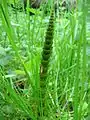 Esporófito joven de Equisetum telmateia  Una especie con ramas.