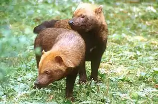 Perro de Monte (Speothos venaticus) en peligro de extinción en Azuero