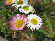 Erigeron karvinskianus