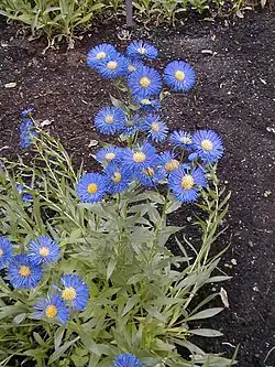 Erigeron speciosus