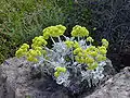 Eriogonum crocatum