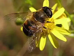 Eristalis tenax hembra