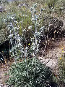 Eryngium glaciale endemismo de Sierra Nevada