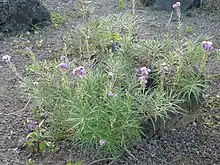 Erysimum caboverdeanum (cultivada en Gran Canaria)
