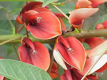 La flor del ceibo, la flor Nacional