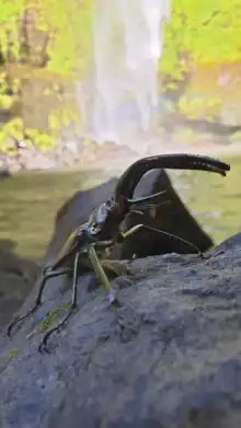 Escarabajo de Darwin macho posado sobre una roca.