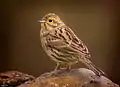 Escribano Soteño - Emberiza Cirlus