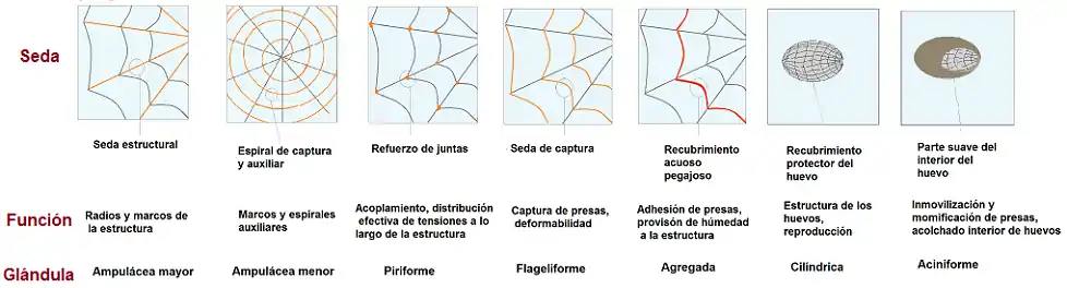 Tipos de seda de araña, sus funciones y glándulas que las secretan.