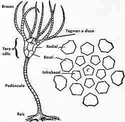 Esquema de crinoideo, a la derecha, los diversos tipos de placas del cáliz