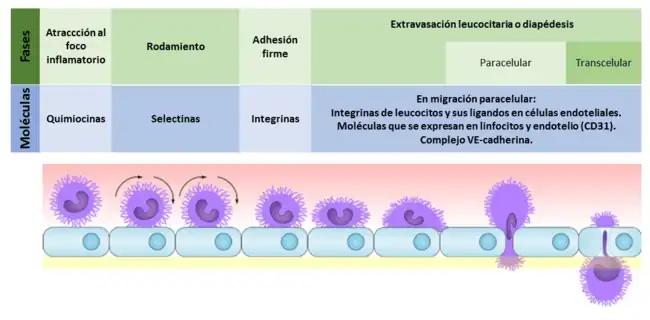 Fases de migración del leucocito al foco inflamatorio y las moléculas implicadas