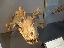 Cráneo de Estemmenosuchus mirabilis.