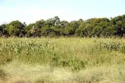 Formación pantanosa, estacionalmente anegada (más de 9 meses al año). Rica en macrófitas.