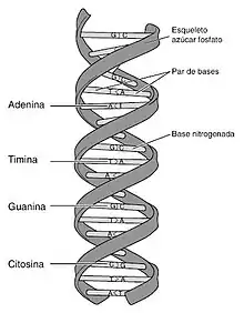 Modelo de material genético(ADN)