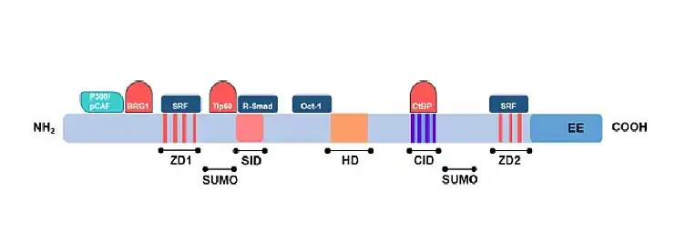 Dos grupos de dedos de zinc uno en la región N-terminal (ZD1) y otro en la región C-terminal (ZD2); homeodominio central (HD); dominio para interacción con proteínas SMADs (SID); dominio de interacción con CtBP (CID); dominio acídico rico en glutamato (EE); sitios potenciales de SUMOilación (SUMO).
