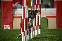 Ejemplar pasando el obstáculo de eslalon en Agility