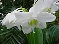 Eucharis amazonica